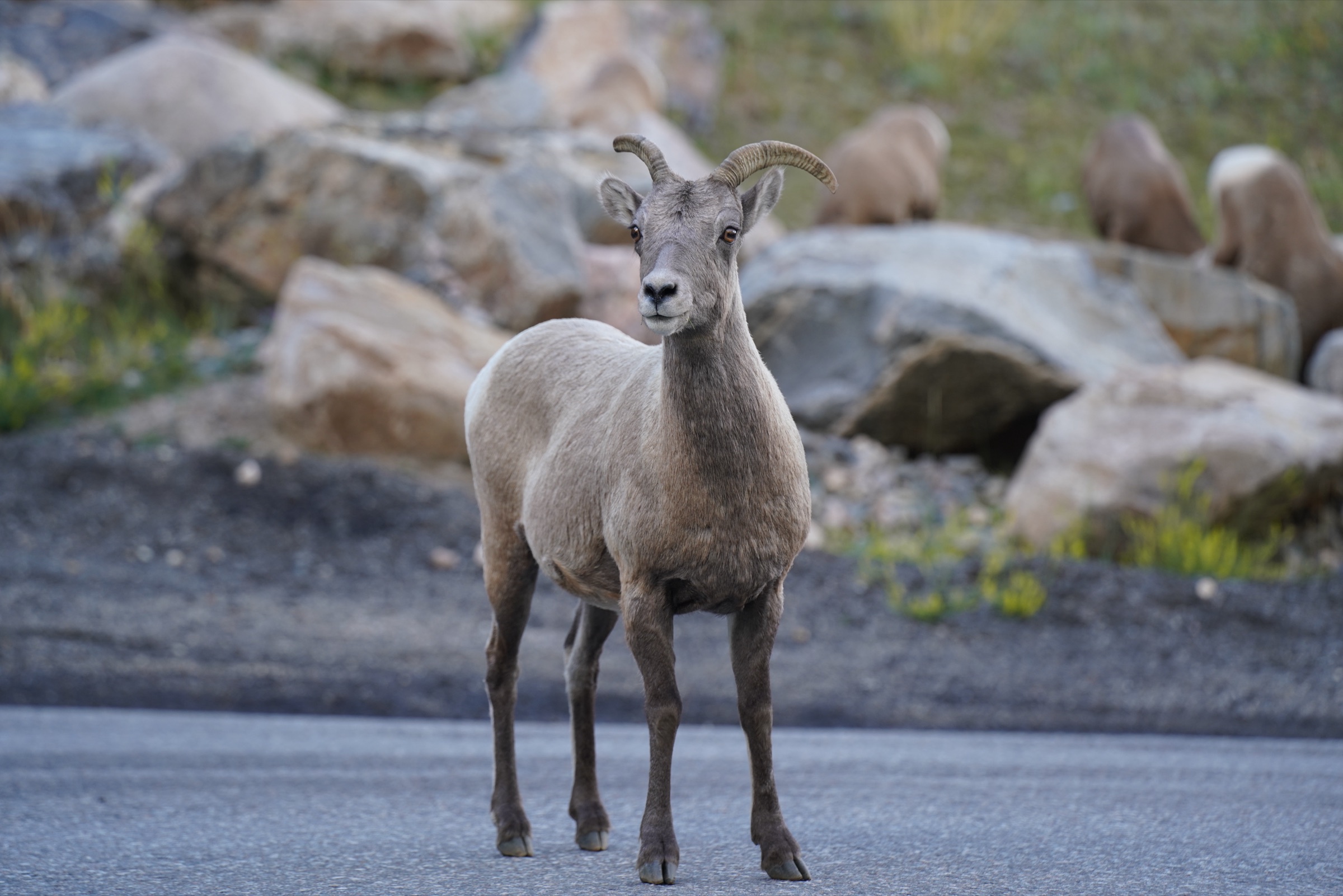 Bighorn sheep standing on a mountain road