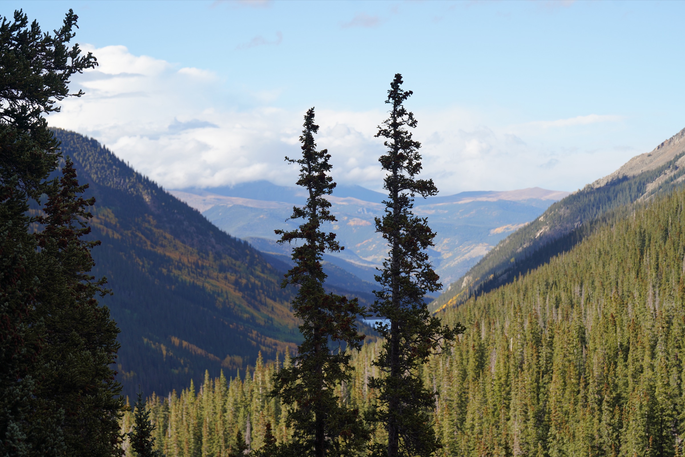 Two spruce trees over a mountain valley